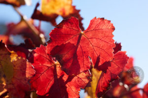 red grape leaves